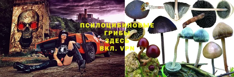 Галлюциногенные грибы MAGIC MUSHROOMS  Болохово 